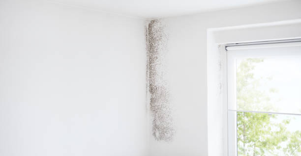 Best Environmental Consulting for Mold Prevention  in USA